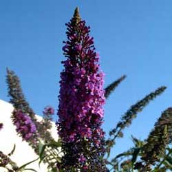 Terfly Bush (Buddleia davidii)