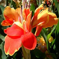 Indian- shot (Canna indica)