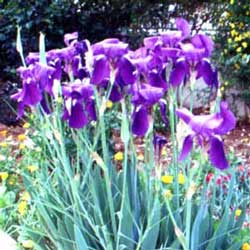 Bearded Iris (Iris sp.)