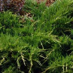 Juniper (Juniperus horizontalis)