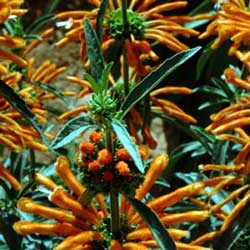 Lion's Ear (Leonotis leonurus)