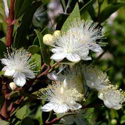 Myrtle (Myrtus communis)