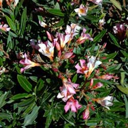 Oleander (Nerium oleander ‘Nana’)