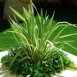 New Zealand Flax (Phormium tenax)