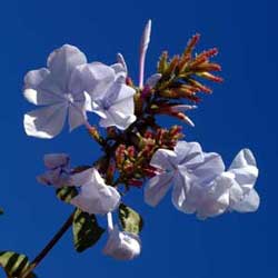 Cape Plumbago (Plumbago capensis)