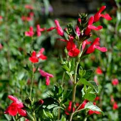 Sage (Salvia coccinea)