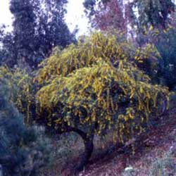 Mimosa (Acacia cyanophylla)