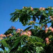 Silk Tree (Albizia julibrissin)