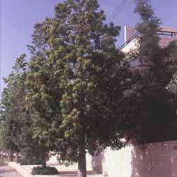 Bottle tree (Brachychiton populneus)
