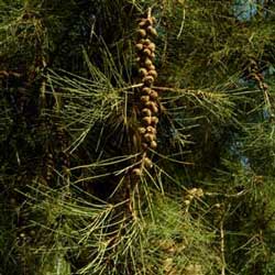 Australian Pine (Casuarina equistifolia)