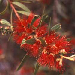 Bottlebrush (Callistemon viminalis)