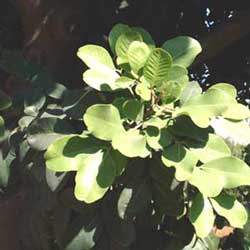 Carob (Ceratonia Siliqua)