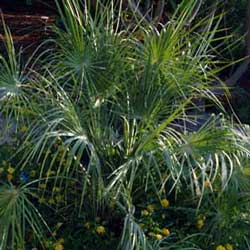 European Fan Palm (Chamaerops humilis)