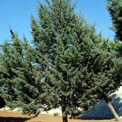  Smooth Arizona Cypress (Cupressus arizonica)