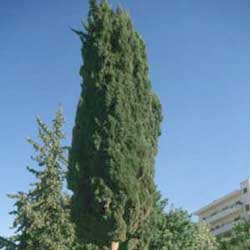  Italian Cypress (Cupressus sempervirens)