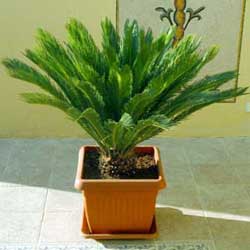 Sago Palm (Cycas revoluta)