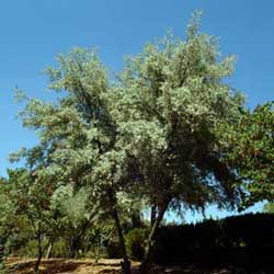 Russian Olive (Elaeagnus angustifolia)