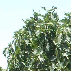 Edible Fig (Ficus carica)