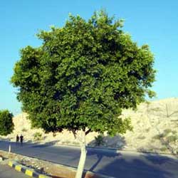 Laurel Fig (Ficus nitida)