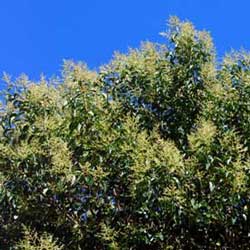 Glossy Privet (Ligustrum lucidum)