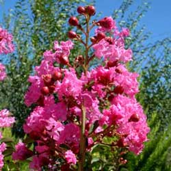 Crape Myrtle (Lagerstroemia indica)