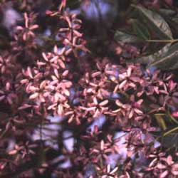 Chinaberry (Melia azedarach)