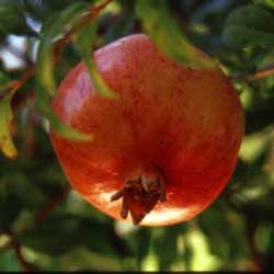 Pomegranate (Punica granatum)