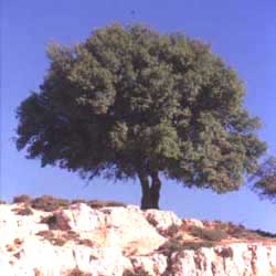 Common Oak (Quercus coccifera)