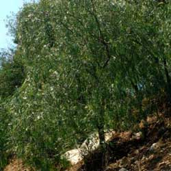 Pepper tree (Schinus molle)