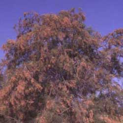 Tamarisk (Tamarix aphylla)