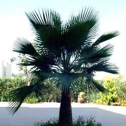 Washingtonia (Washingtonia filifera)