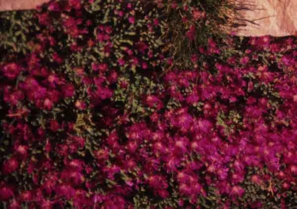 Rosea Ice Plant ( Drosanthemum floribundum ): A drought tolerant succulent groundcover that is suitable for erosion control. Has pink flowers. (image credit: Osman Akoz)