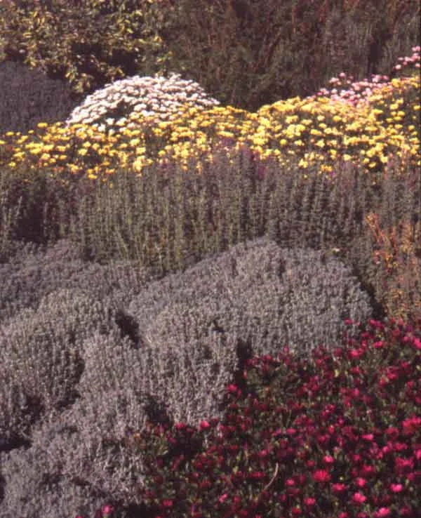 An example of a water conserving garden that incorporates drought tolerant plants including Marguerite ( Argyranthemum frutescens ) , Rosemary ( Rosmarinus officinalis ), and Lavender Cotton ( Santolina chamaecyparissus ).