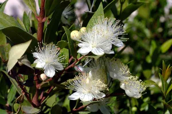 Myrtle ( Myrtus communis ): A drought tolerant ornamental plant that is suitable for screens and formal hedges. (image credit Osman Akoz).