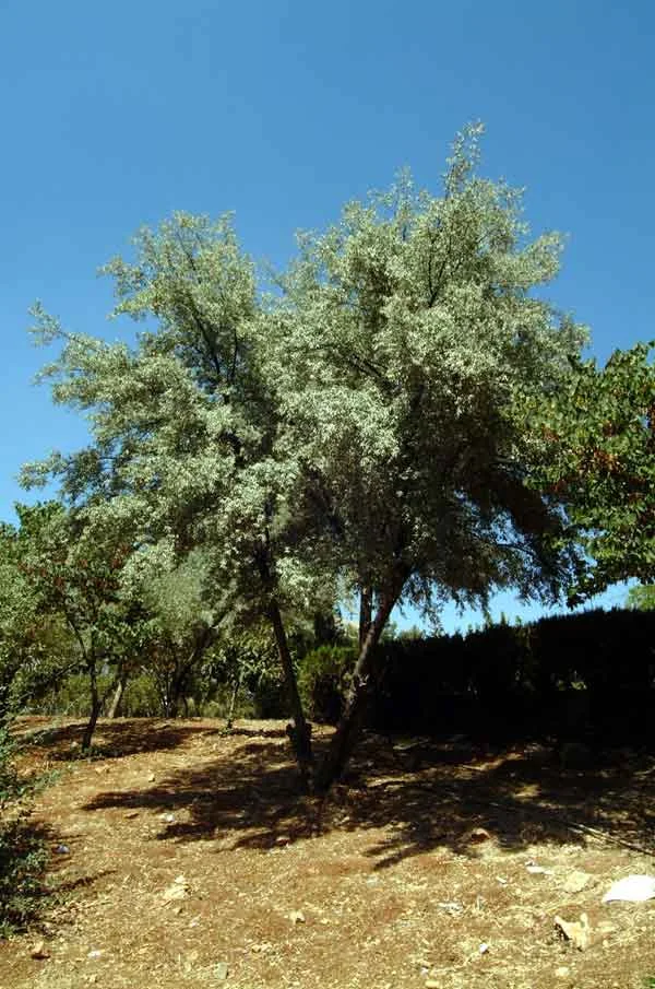 Russian Olive Tree ( Elaeagnus angustifolia ): A drought tolerant tree distinguished by its fragrant summer flowers and silver foliage. (image credit: Osman Akoz)