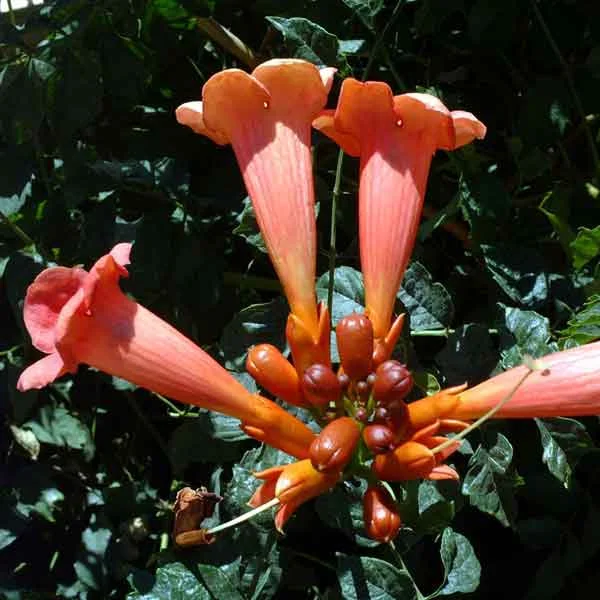 Trumpet Vine ( Campsis radicans) : A drought tolerant deciduous vine or shrub. Fast growing and prefers full sun; grown for its striking orange flowers. Suitable for southern exposures. (image credits: Osman Akoz)