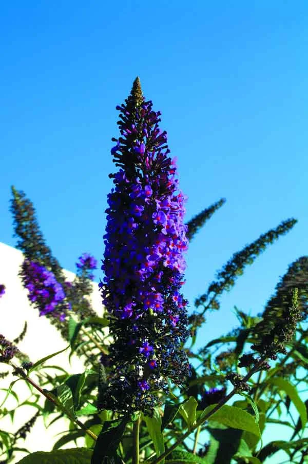 Butterfly Bush ( Buddleia davidii ): A drought tolerant deciduous shrub. It functions as an accent plant that is suitable as a solitary plant or in groups. Has white, violet, or pink flowers, and attracts butterflies. Grows in full sun.(image credits: Osman Akoz)