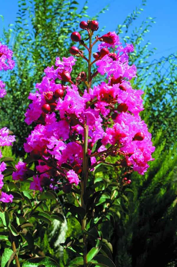 Crape Myrtle ( Lagestroemia indica ): A small drought tolerant deciduous tree distinguished by its pink, lilac, or white flowers. Suitable as a solitary tree or in groups. (image credits: Osman Akoz)