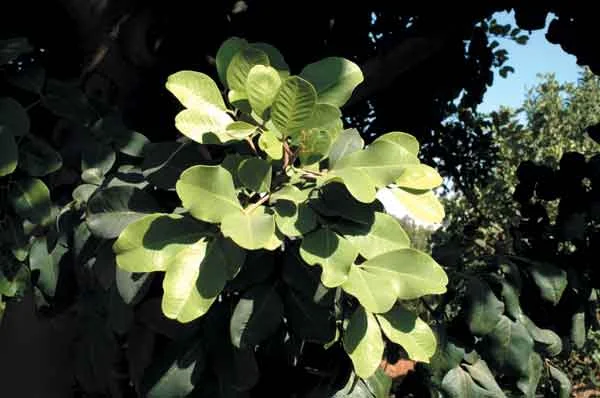 Carob ( Ceratonia siliqua ): Native evergreen tree. Distinguished by its dense shade. Good for screens and windbreaks. Aggressive roots may destroy pavements. (image credits: Osman Akoz)