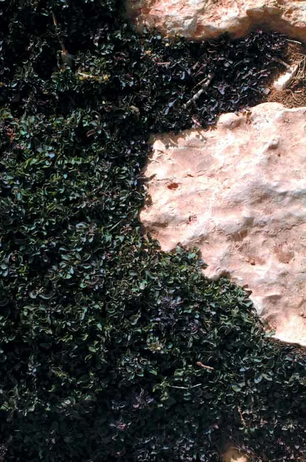 The combination of the different colors and textures of softscaped and hardscaped surfaces can provide for a very powerful visual effect.