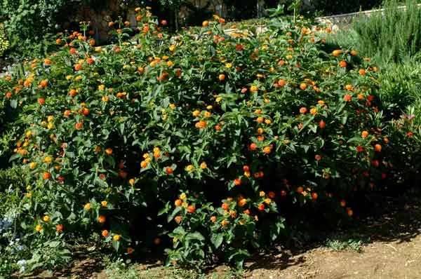 Lantana camara (Lantana): a drought tolerant ornamental plant; effective as a solitary plant or in groups; also can be pruned to form a small tree or low hedge. Its showy, nectar-bearing flowers are attractive to hummingbirds and butterflies. (image credit: Osman Akoz) 