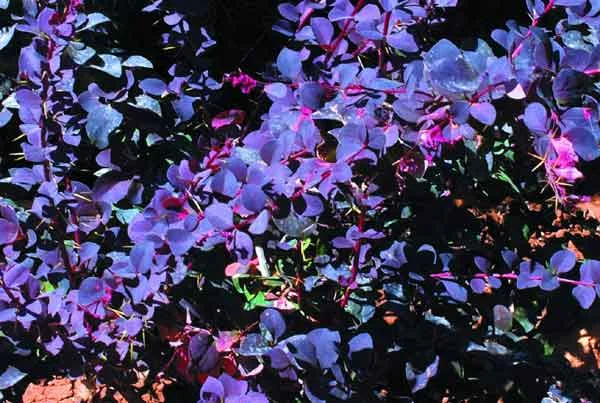 Medium-textured plants such as Berberis thunbergii (Japanese Barberry) serve to unify a composition and to provide a link between coarse and fine-textured plants. Grown for its crimson foliage and arching branches, Berberis thunbergii can be used as a shrub or groundcover. (image credit: Osman Akoz)