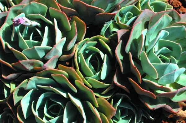 Coarse-textured plants such as Echeveria imbracata (Hen and Chickens) serve to provide clear focal points in the landscape. Grown for its silver foliage Echeveria imbracata is effective in rock gardens or in pots. (image credit: Osman Akoz)