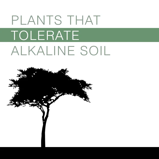 Plants that Tolerate Alkaline Soils