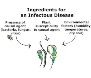 Plant disease (image credit: Dalia al-Husseini)