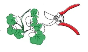 pruning (image credit: Dalia al-Husseini)
