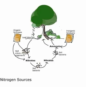 Nitrogen sources: (image credit: Dalia al-Husseini)
Normal
0
false
false
false
EN-US
X-NONE
AR-SA
/* Style Definitions */
table.MsoNormalTable
{mso-style-name:"Table Normal";
mso-tstyle-rowband-size:0;
mso-tstyle-colband-size:0;
mso-style-noshow:yes;
mso-style-priority:99;
mso-style-parent:"";
mso-padding-alt:0cm 5.4pt 0cm 5.4pt;
mso-para-margin:0cm;
mso-para-margin-bottom:.0001pt;
mso-pagination:widow-orphan;
font-size:10.0pt;
font-family:"Times New Roman","serif";
mso-bidi-font-family:"Traditional Arabic";}