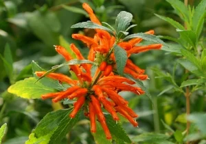 Image source: Image source: http://plantinfo.co.za