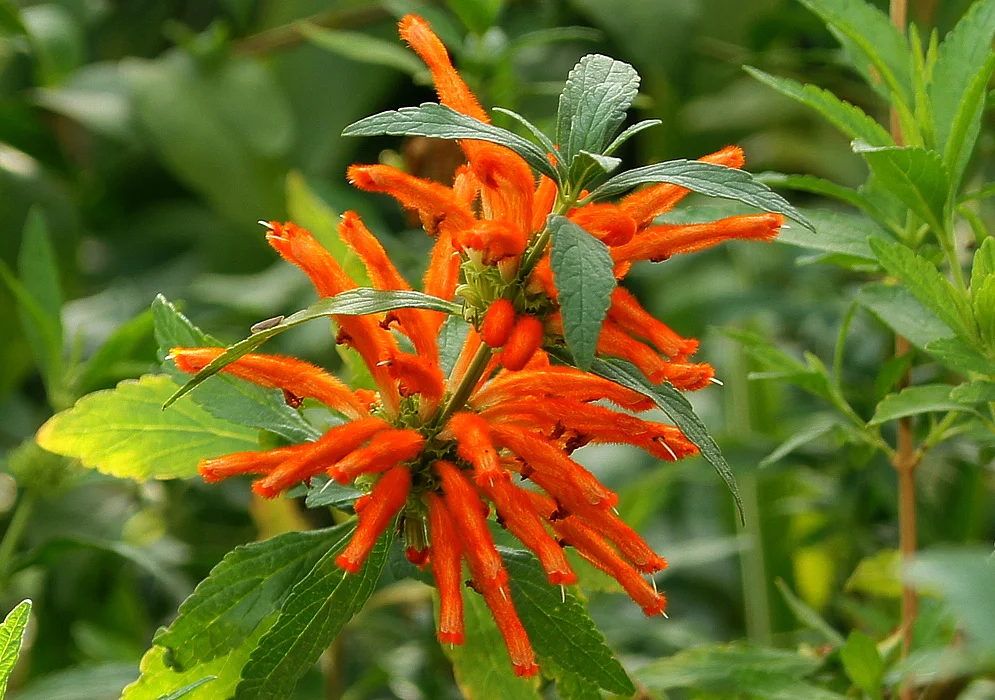 Leonotis leonurus (The Lion’s ear)