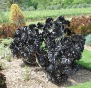 Image source: http://www.plantsrescue.com 
